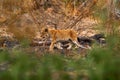 Lost kitten, African lion. Botswana wildlife. Lion, fire burned destroyed savannah. Animal in fire burnt place, lion lying in the Royalty Free Stock Photo