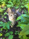 A lost kitten in the green grass Royalty Free Stock Photo