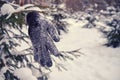 A lost knitted glove hangs on a branch of a Christmas tree in the middle of a winter forest Royalty Free Stock Photo