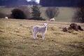 Lost lamb. English countryside scene. Royalty Free Stock Photo