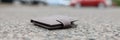 Lost leather wallet lies on road closeup Royalty Free Stock Photo