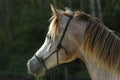 The Arabian horse camouflaged face