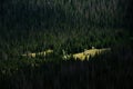 Lost Meadow Surrounded By Thick Forest