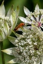 Lost my head! Red solider beetle immerses itself in flower