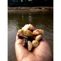 Hand holding pebbles in India Royalty Free Stock Photo