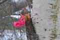 A lost pink hair tie hangs on a broken birch branch. Lost item. Soft bokeh. March day in the park Royalty Free Stock Photo