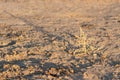 Lost plant on the drought land earth dried without rain