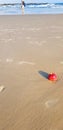 Lost red apple lies on the beach. Someone dropped an apple. Footprints in the wet sea sand. Lonely girl leaves in the distance Royalty Free Stock Photo