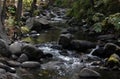 Lost Rocky Creek in the Woods