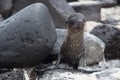 Lost sea lion pup Royalty Free Stock Photo