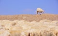 Lost sheep Royalty Free Stock Photo