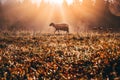 Lost sheep on autumn pasture. Concept photo for Bible text about Jesus as sheepherder who cares for lost sheep Royalty Free Stock Photo