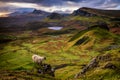 Lost sheep in Quiraing Royalty Free Stock Photo