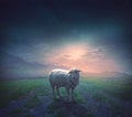 The Lost Sheep Royalty Free Stock Photo