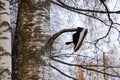 Lost shoe hanging on tree branch