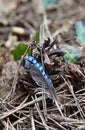 Lost speculum feather from an eurasian jay