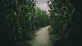 Lost in spooky summer corn maze run Royalty Free Stock Photo