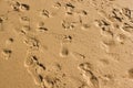 Lost steps in the wet sand of a beach Royalty Free Stock Photo