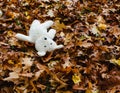 A lost teddy bear, lying alone on the ground, covered with wild autumn leaves in the forest. Children danger and insecurity