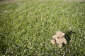 Lost Teddy bear outdoors