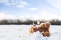 Lost Teddy bear with sad face lying on snow with blurry people,Lonely bear doll laying down on the playground in winter, Lost toy