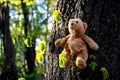 A lost teddy bear sits on a tree branch in a park
