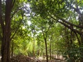 Lost in the woods, green plants and sunlight