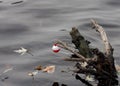 Lost Bobber Fishing Float On a Stump Royalty Free Stock Photo