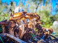 Lot of Agaricus bisporus mushrooms growing in a forest Royalty Free Stock Photo