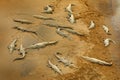 A lot of American crocodiles, Crocodylus acutus, beach near the river water. Wildlife scene from nature, Tarcoles, Costa Rica. Dan Royalty Free Stock Photo