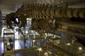 Dinosaur skeletons Harvard museum of natural history