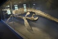 Dinosaur skeletons Harvard museum of natural history
