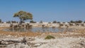 Lot of animals at Okaukuejo Waterhole