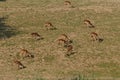 Antelopes in sunset on grass