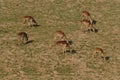 Antelopes in sunset on grass