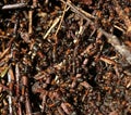 A lot of ants crawling around Royalty Free Stock Photo