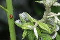 A lot of aphids on the right and the pupal stage of the ladybug on the left.