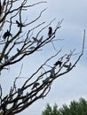 A lot of artificial crows in a dead tree Royalty Free Stock Photo