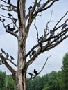 A lot of artificial crows in a dead tree Royalty Free Stock Photo