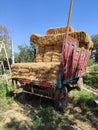 A lot of bales of fresh straw or hay in the trailer on the background of a green forest. Tractor Trailer full of yellow fragrant s Royalty Free Stock Photo