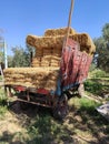 A lot of bales of fresh straw or hay in the trailer on the background of a green forest. Tractor Trailer full of yellow fragrant s Royalty Free Stock Photo