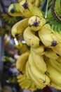 A lot of banana bundles hanging in local fruit market in Indonesia