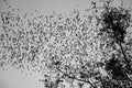 A lot of bat cave flying stream row from forest mountain in twilight evening sunset background before dark night in monochrome Royalty Free Stock Photo