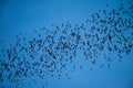 A lot of bat cave flying stream row from forest mountain in twilight evening sunset with clear sky background before dark night. Royalty Free Stock Photo