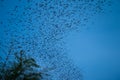 A lot of bat cave flying stream row from forest mountain in twilight evening sunset with clear sky background before dark night. Royalty Free Stock Photo