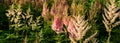 Lot of beautiful fluffy panicles of pink and white Astilbe Japonica or false spirea Royalty Free Stock Photo