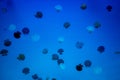 A lot of beautiful jellyfish or meduses in the neon light in aquarium in new opened Prague medusarium, Czech Republic Royalty Free Stock Photo