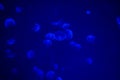 A lot of beautiful jellyfish or meduses in the neon light in aquarium in new opened Prague medusarium, Czech Republic Royalty Free Stock Photo