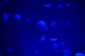 A lot of beautiful jellyfish or meduses in the neon light in aquarium in new opened Prague medusarium, Czech Republic Royalty Free Stock Photo