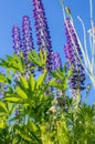 A lot of beautiful lupine flowers of lilac color Royalty Free Stock Photo
